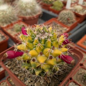 Mammillaria tolimensis variegata