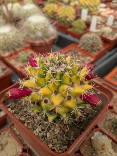 Mammillaria tolimensis variegata