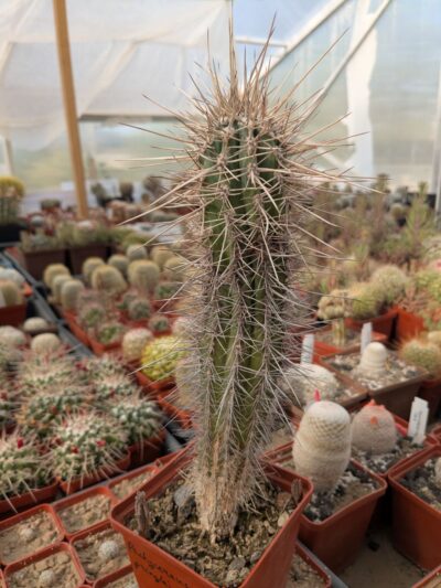 Pachycereus pringlei