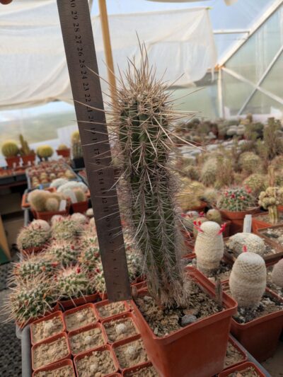 Pachycereus pringlei - Зображення 2