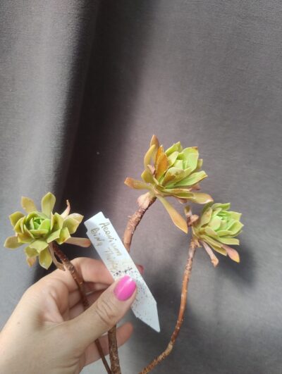 Aeonium 'Bing Thing' зрізи - Зображення 2