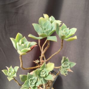 aeonium sp2 рослина