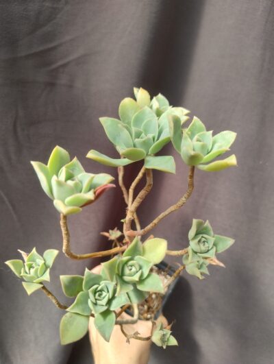 aeonium sp2 рослина