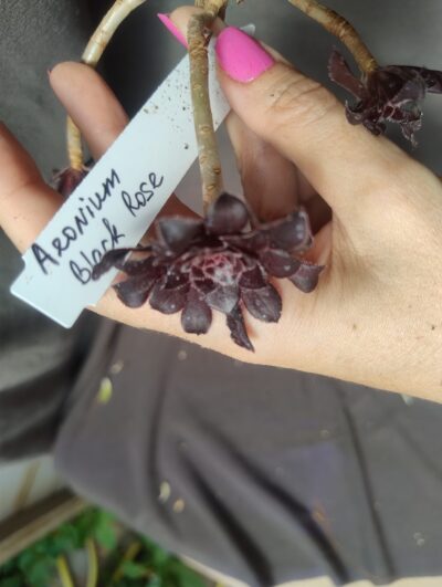 aeonium arboreum Black Rose( син.SCHWARZKOPF) зріз - Зображення 2