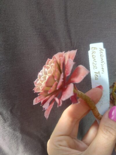 Aeonium 'Bronze Tea Cup' зріз - Зображення 3