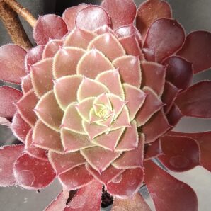 Aeonium 'Bronze Tea Cup' зріз