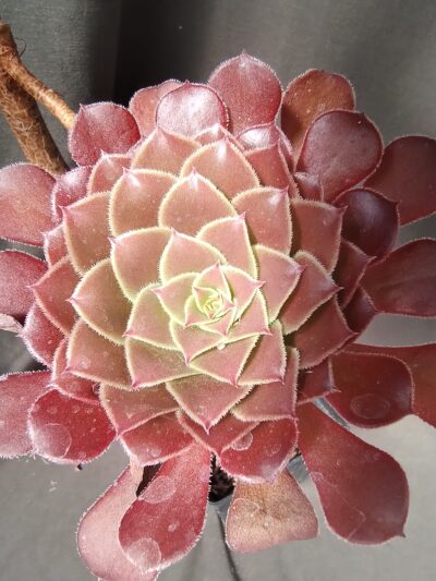 Aeonium 'Bronze Tea Cup' зріз