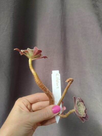 Aeonium Velour зріз - Зображення 2