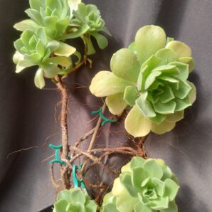 Aeonium Goblin(не варієгатна Balerina) рослина