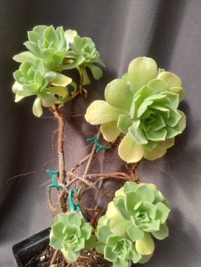 Aeonium Goblin(не варієгатна Balerina) зріз