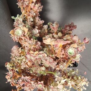 aeonium Halloween cristata зріз