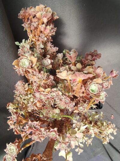 aeonium Halloween cristata зріз