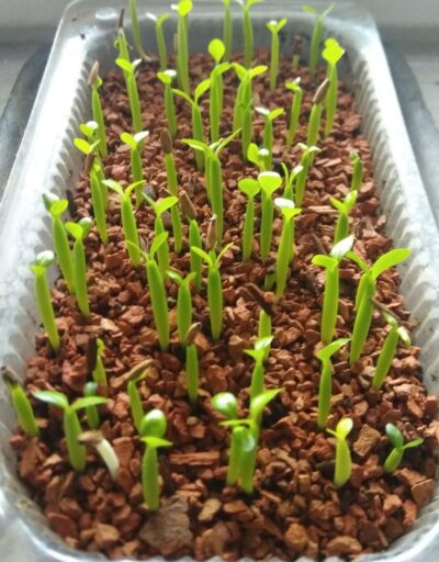 Adenium obesum (аденіум) молодь - Зображення 3