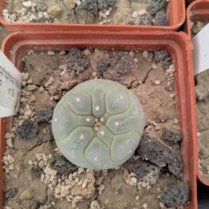 Lophophora fricii San Pedro | 61