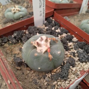 Lophophora williamsii v. texana Сокол | 61