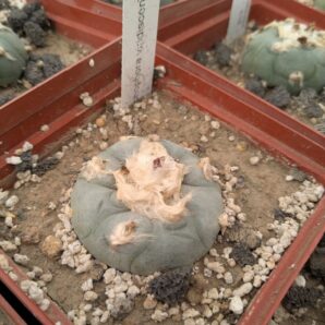 Lophophora viridescens MZ1199 | 62