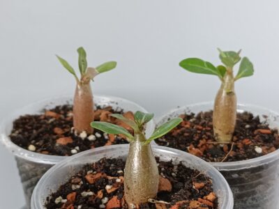 Adenium obesum (аденіум) молодь - Зображення 2