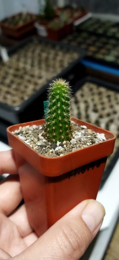 Chamaecereus hybrid Pan17.8.76 - Зображення 2