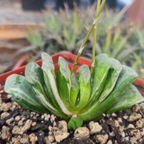 Haworthia truncata green line variegata