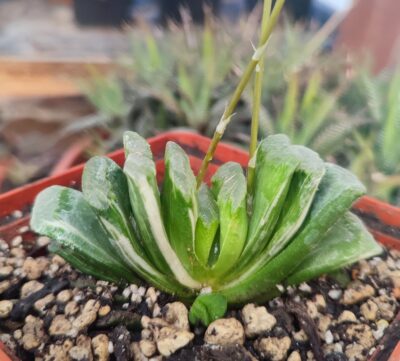 Haworthia truncata green line variegata