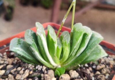 Haworthia truncata green line variegata - Зображення 2