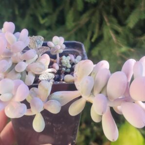 Pachyphytum oviferum | 77
