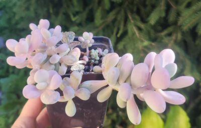 Pachyphytum oviferum
