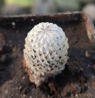 Mammillaria sanchez-mejoradae - Зображення 2