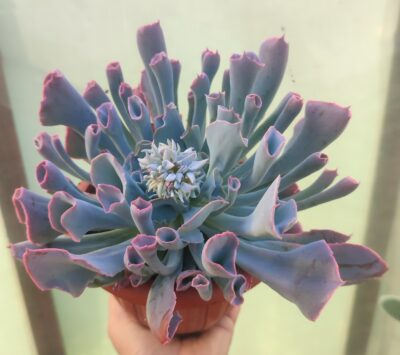 Echeveria trumpet pinky - Зображення 2