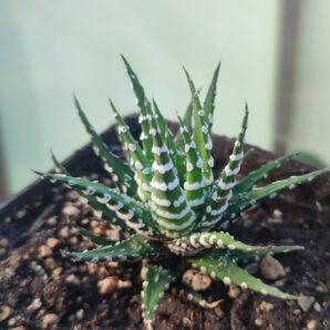 Haworthia fasciata -Spec clon