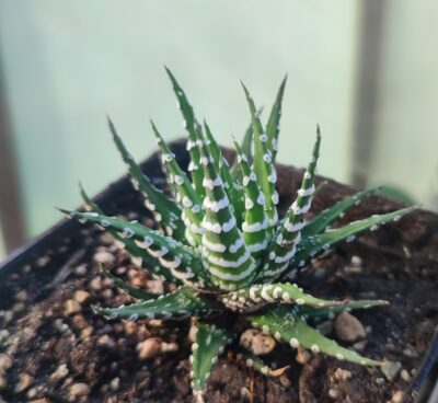 Haworthia fasciata -Spec clon