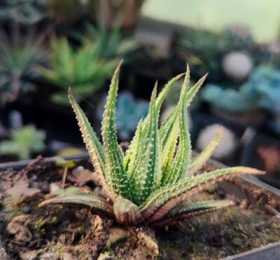 Haworthia attenuata f.variegata - Зображення 2