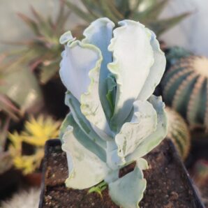 Cotyledon undulata