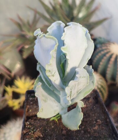 Cotyledon undulata