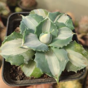 Agave isthmensis ohi raijin