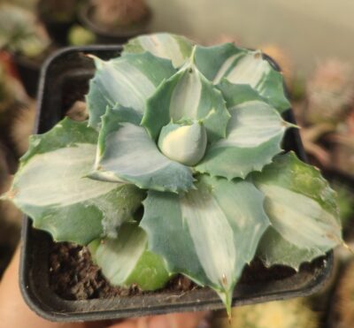 Agave isthmensis ohi raijin