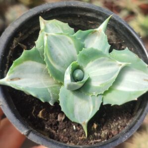 Agave isthmensis ohi raijin