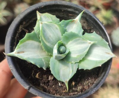 Agave isthmensis ohi raijin