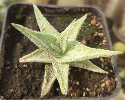 Aloe dn premium - Зображення 2