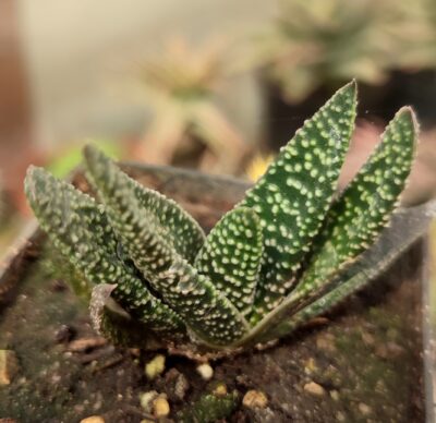 Gasterhaworthia royal highness - Зображення 2