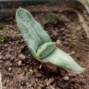 Gasteria fuji yuki