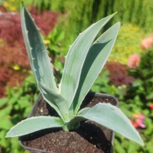 Agave angustifolia variegata