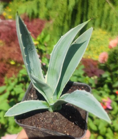 Agave angustifolia variegata