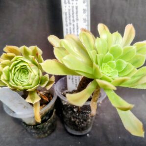 Aeonium Fiesta