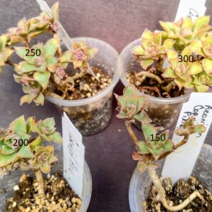 Aeonium Cornish Pixie