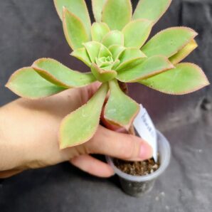 aeonium haworthii