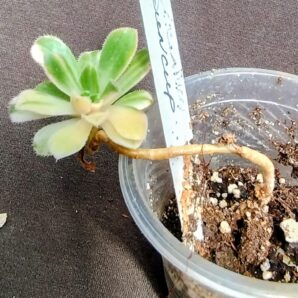 Aeonium castello-paivae f. variegata cv Suncup