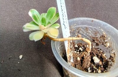 Aeonium castello-paivae f. variegata cv Suncup