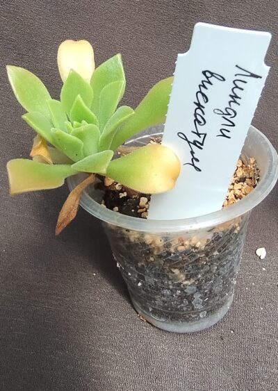 aeonium sp4 - Зображення 2