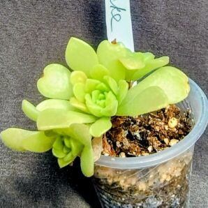 Aeonium 'Cupcake'